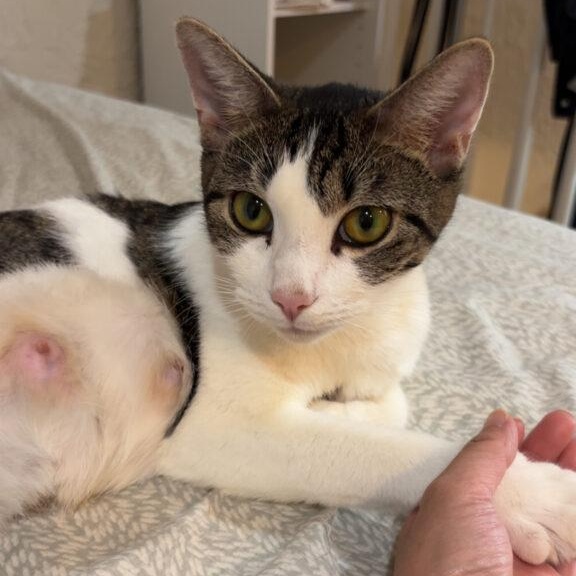 April, ADOPTABLE, Young Female Tabby.