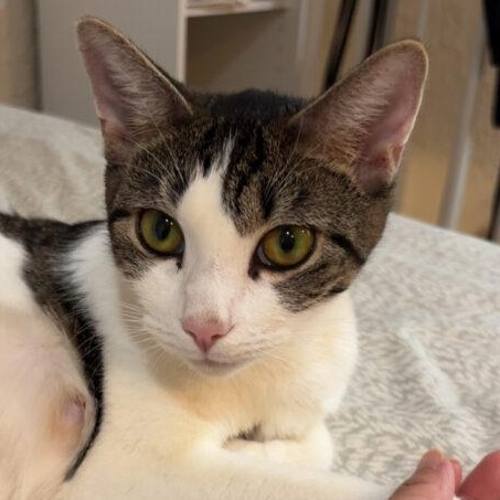 Enlarge April, an adopted Tabby in Medford, MA image 2/6