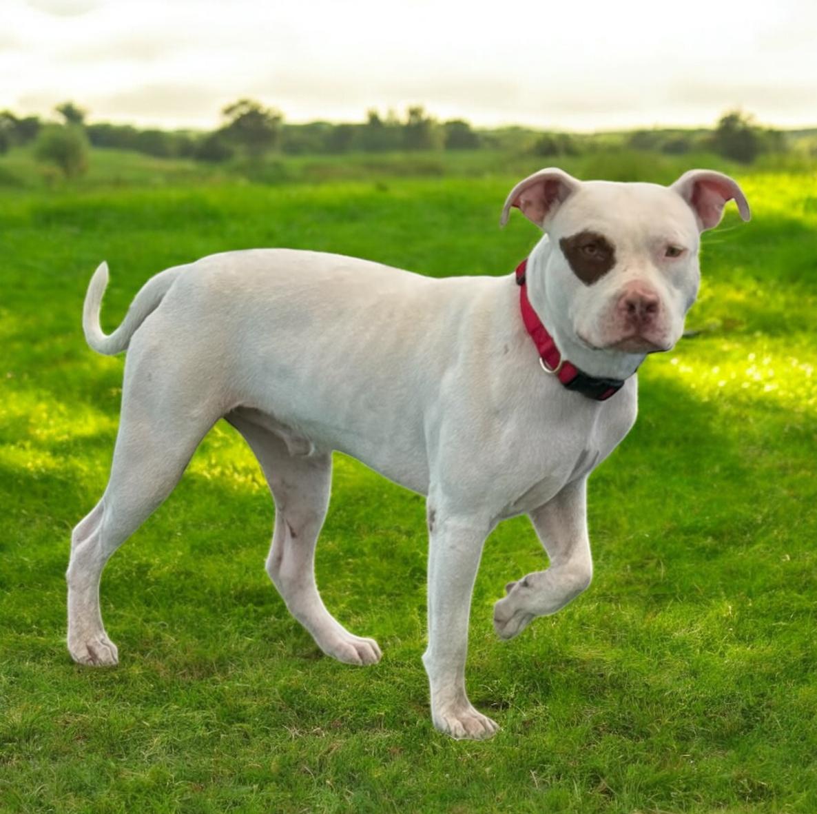 Enlarge Diesel, a Adoptable mixed breed in Williston, VT image 5/5