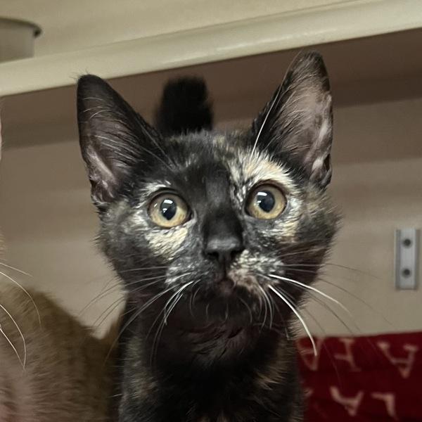 Pine, a Adoptable mixed breed in Silverdale, WA image 2/2