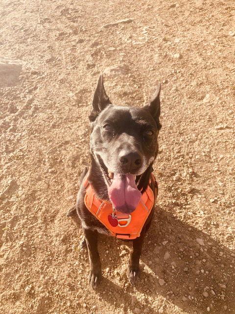 Enlarge Kylie, a Adoptable Australian Cattle Dog / Blue Heeler in Fort Collins, CO image 1/3
