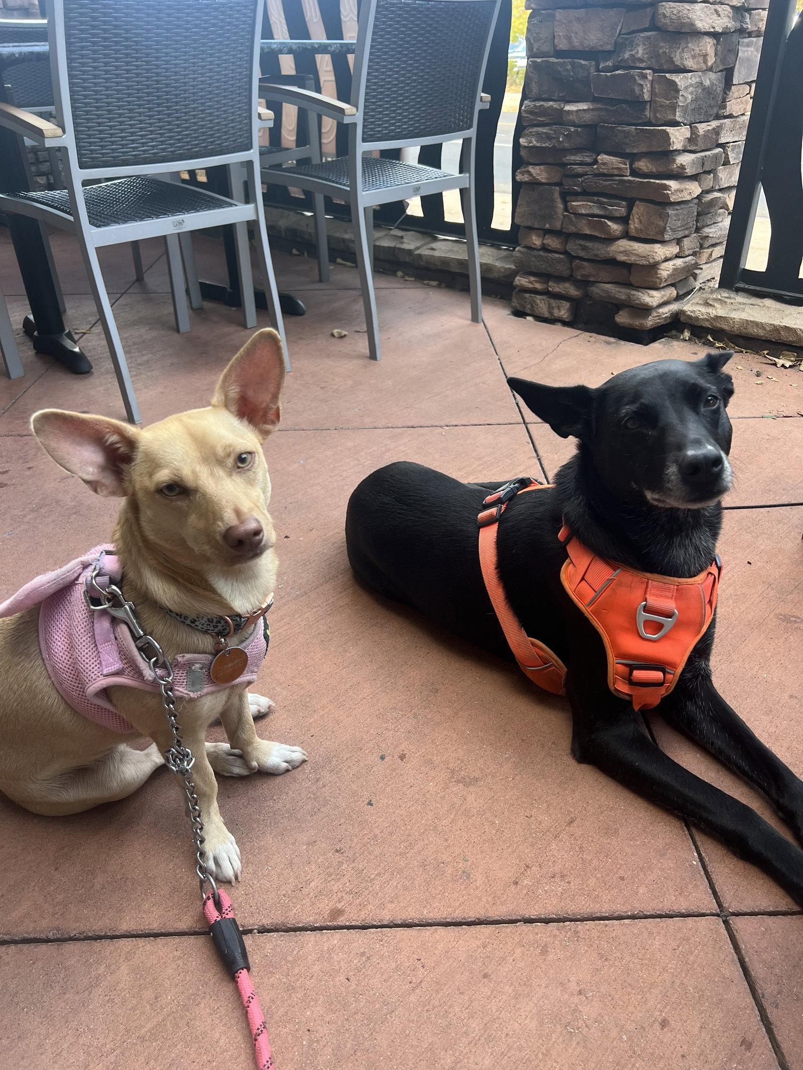 Kylie, a Adoptable Australian Cattle Dog / Blue Heeler in Fort Collins, CO image 2/3