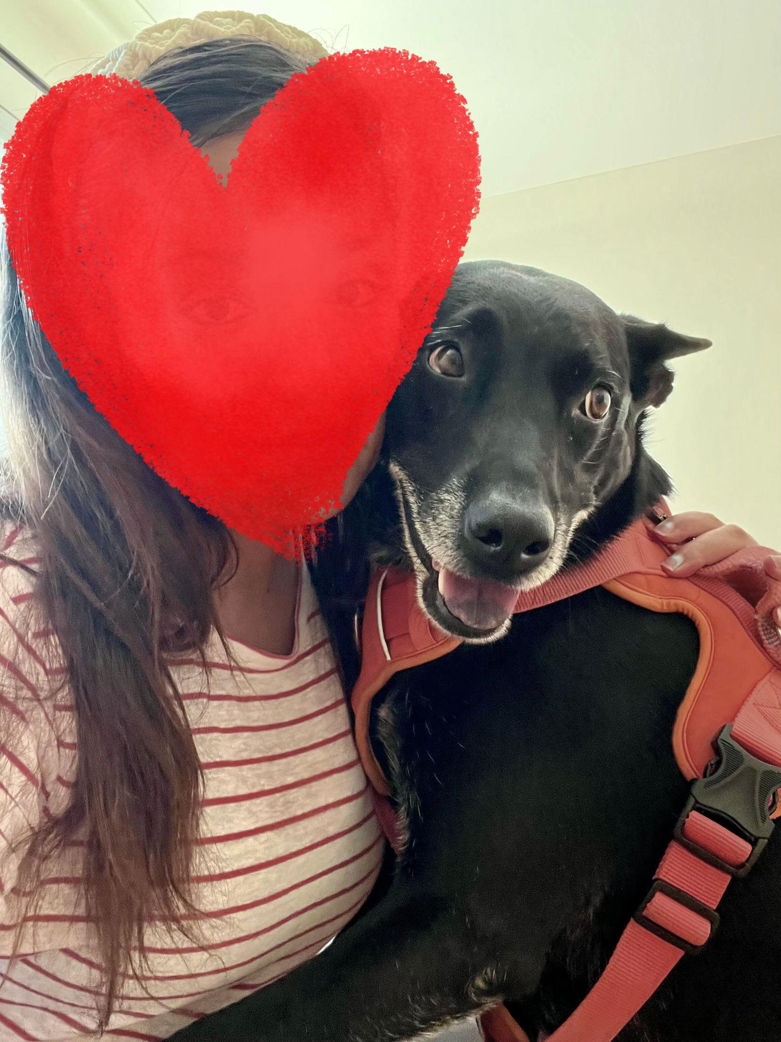 Enlarge Kylie, a Adoptable Australian Cattle Dog / Blue Heeler in Fort Collins, CO image 2/3