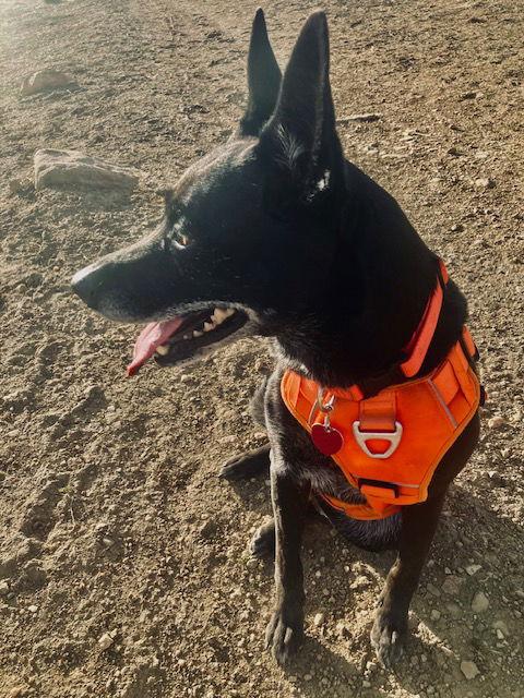 Enlarge Kylie, a Adoptable Australian Cattle Dog / Blue Heeler in Fort Collins, CO image 3/3