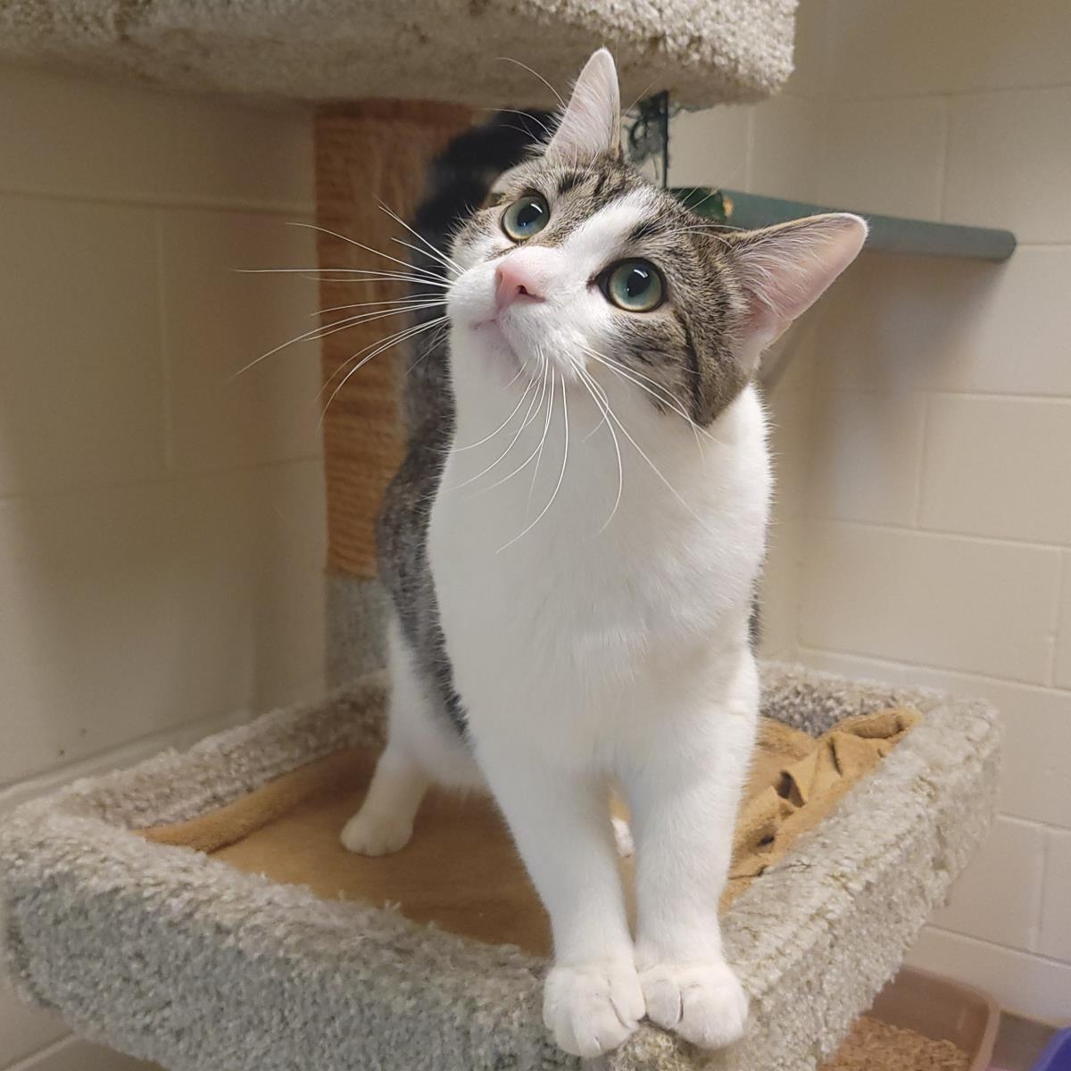 Mike, Adoptable, Young Male Domestic Short Hair.