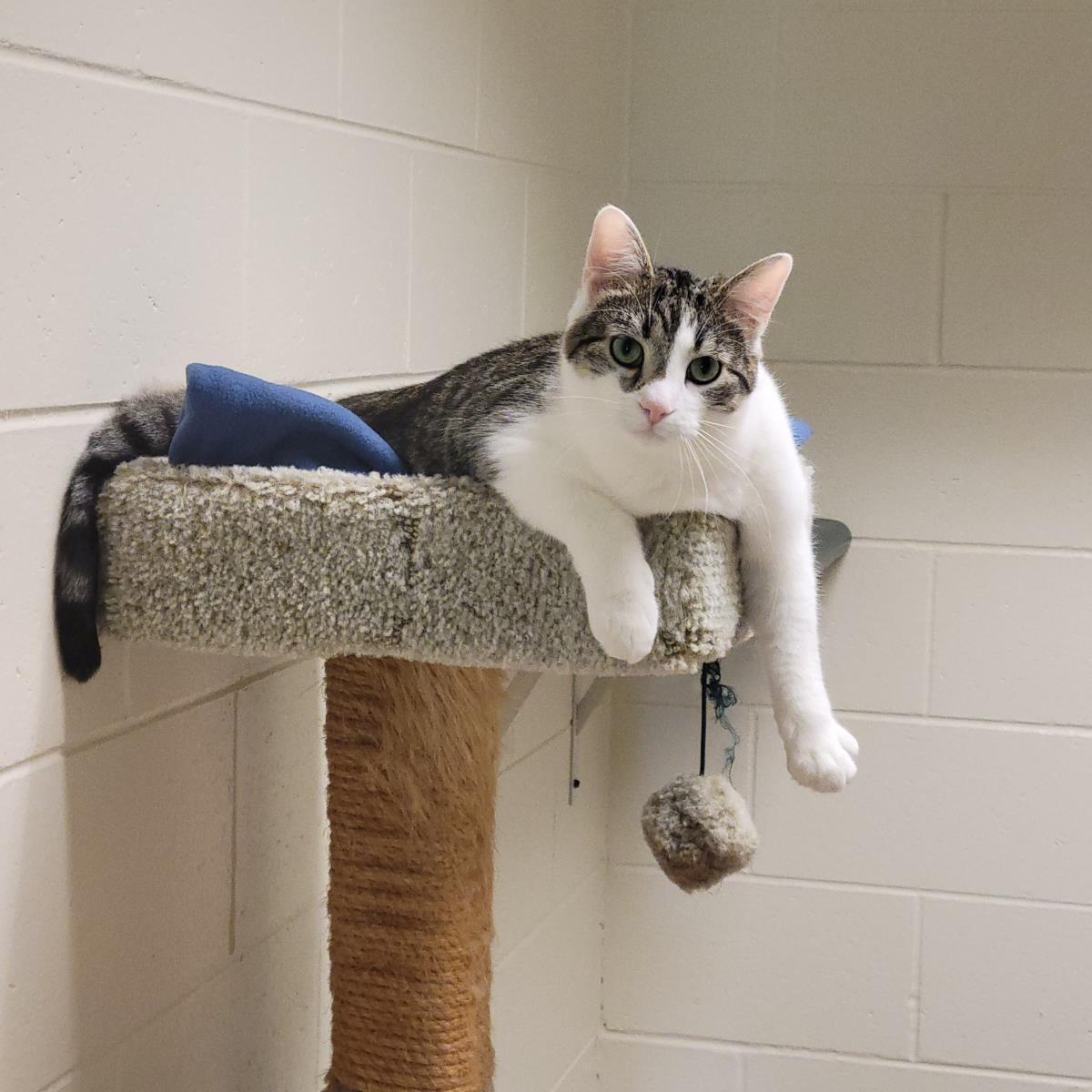 Mike, a Adoptable Domestic Short Hair in Plover, WI image 2/3