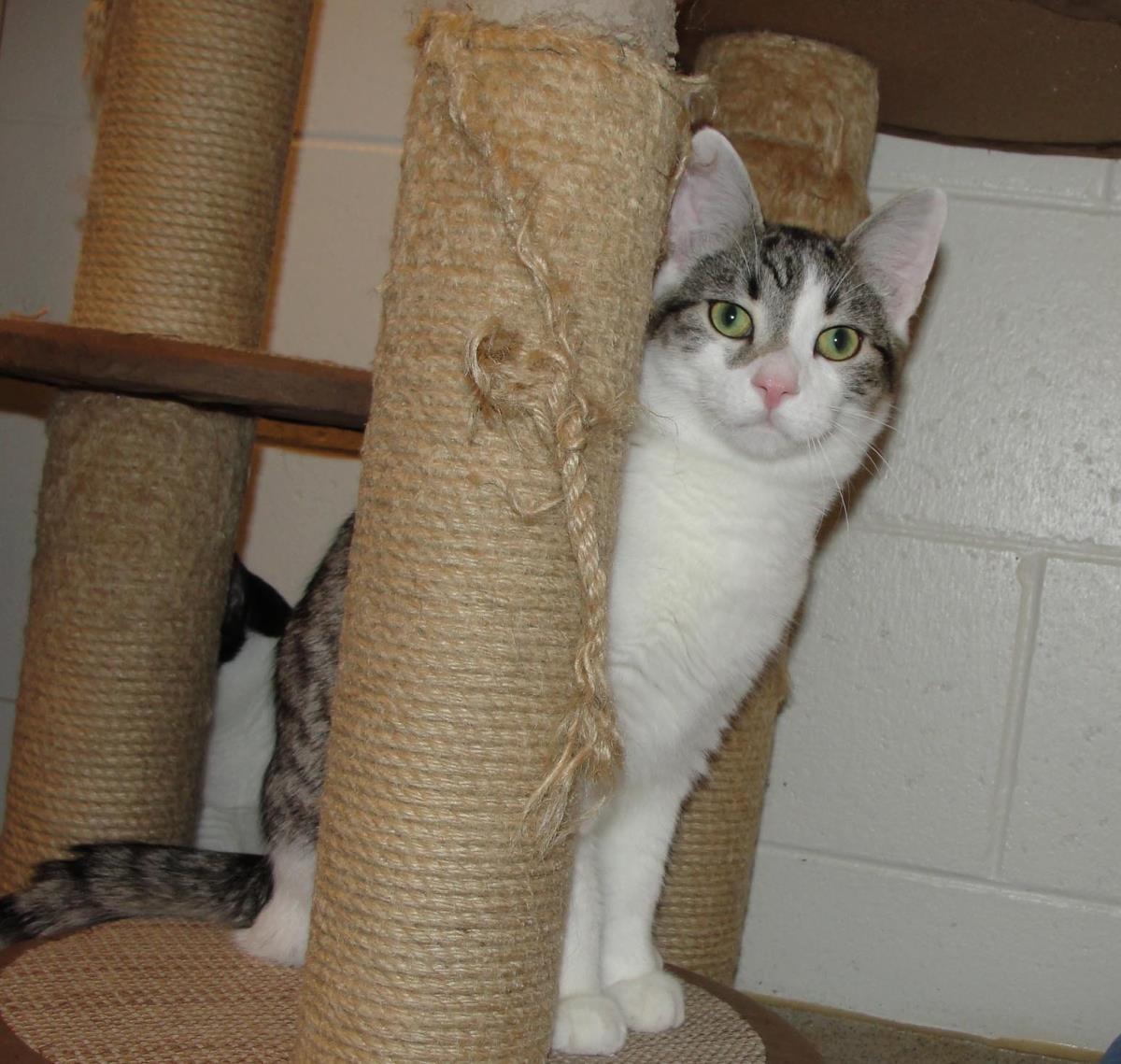 Mike, a Adoptable Domestic Short Hair in Plover, WI image 3/3