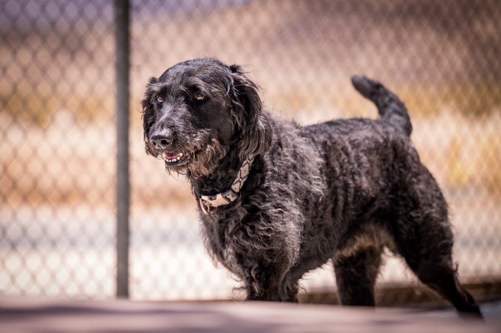 Freddy, Adoptable, Senior Male Labrador Retriever & Poodle.