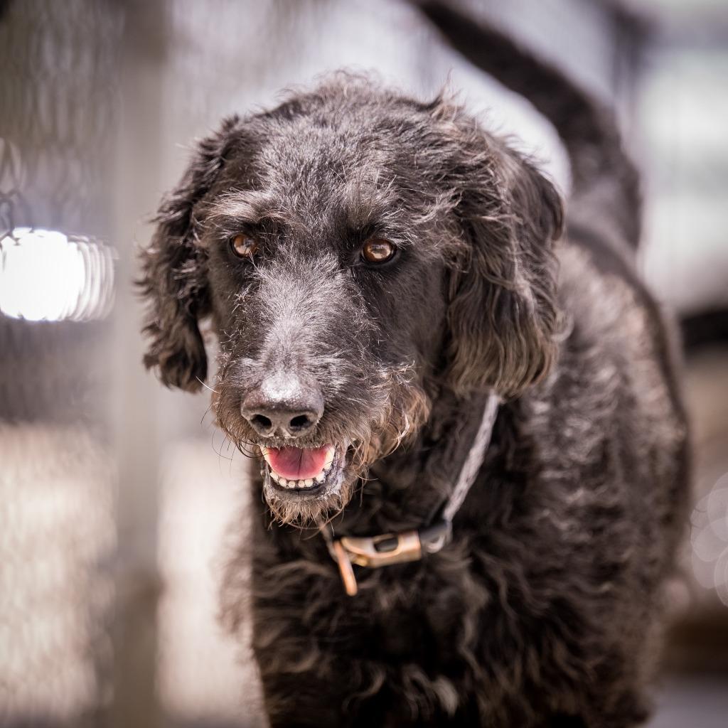 Enlarge Freddy, a Adoptable mixed breed in Twentynine Palms, CA image 2/5
