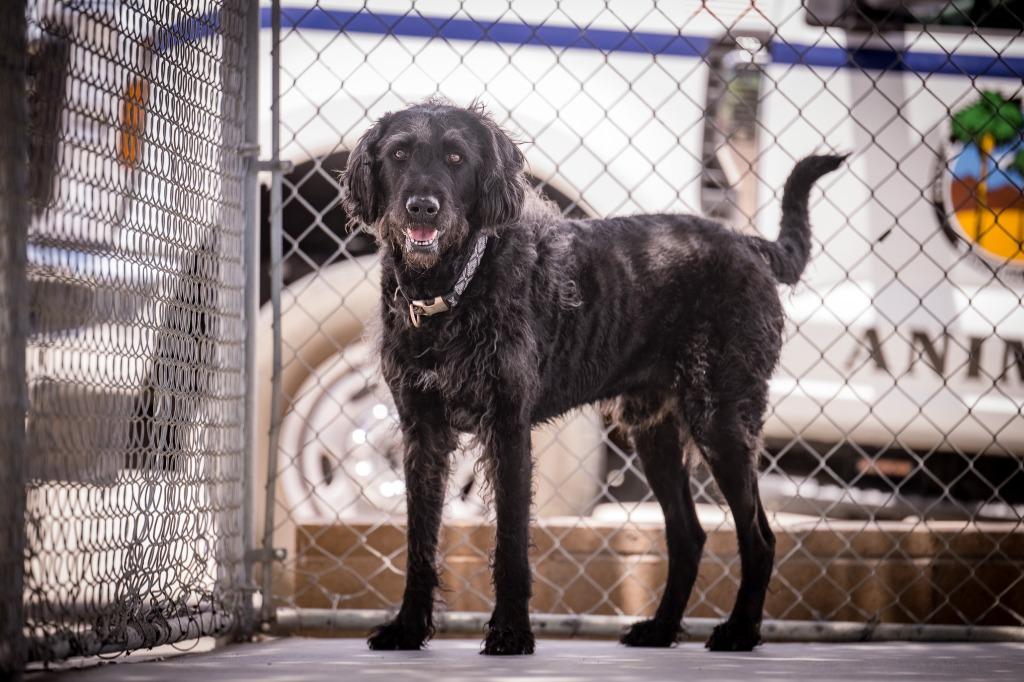 Enlarge Freddy, a Adoptable mixed breed in Twentynine Palms, CA image 3/5