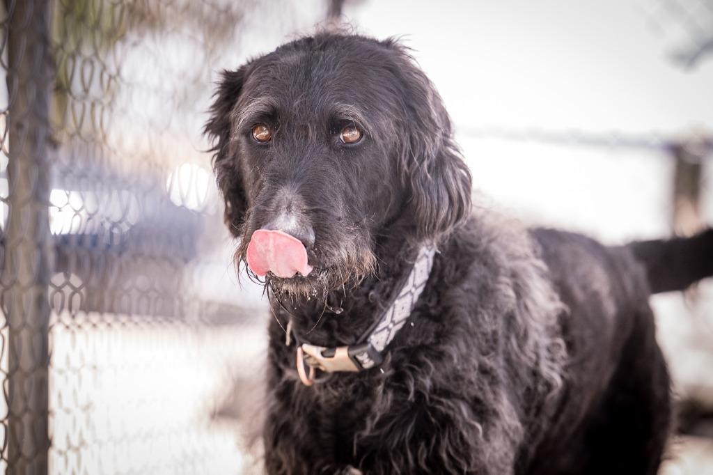 Enlarge Freddy, a Adoptable mixed breed in Twentynine Palms, CA image 4/5