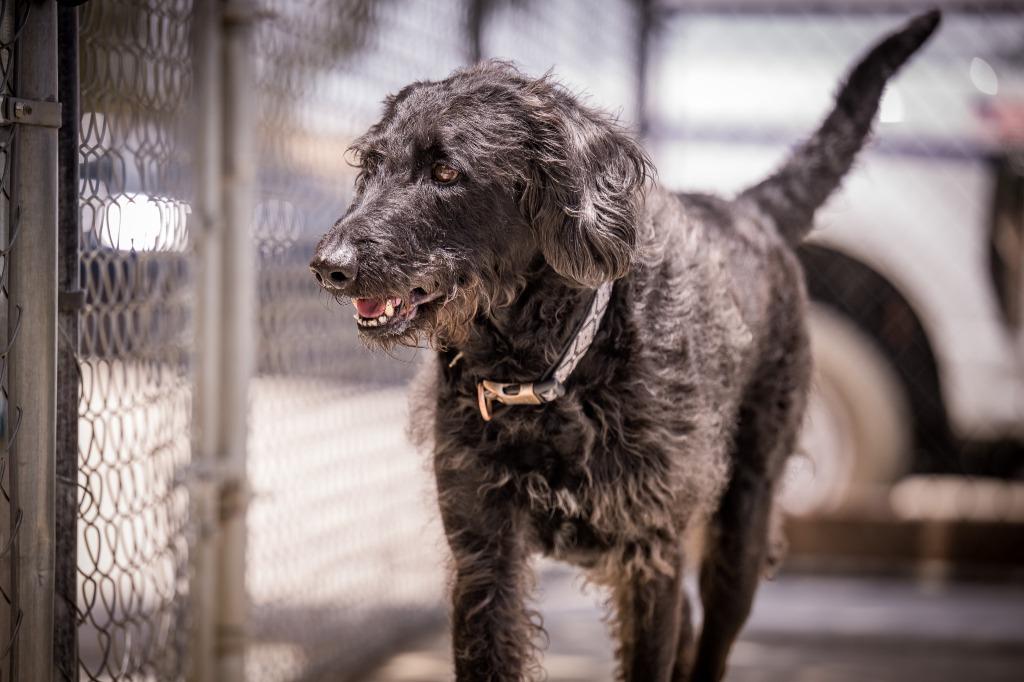 Enlarge Freddy, a Adoptable mixed breed in Twentynine Palms, CA image 5/5