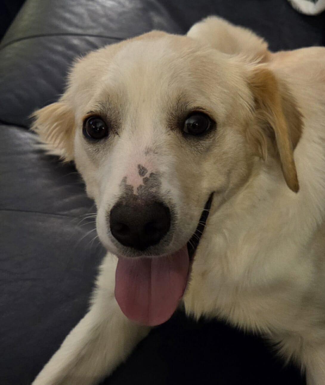 Enlarge LINDY, an adopted mixed breed in Lincoln, NE image 1/6