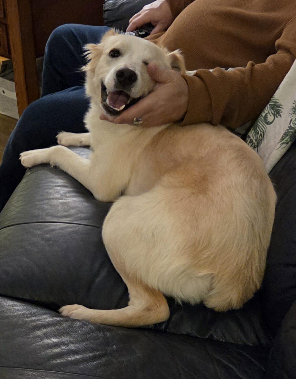 Enlarge LINDY, an adopted mixed breed in Lincoln, NE image 3/6