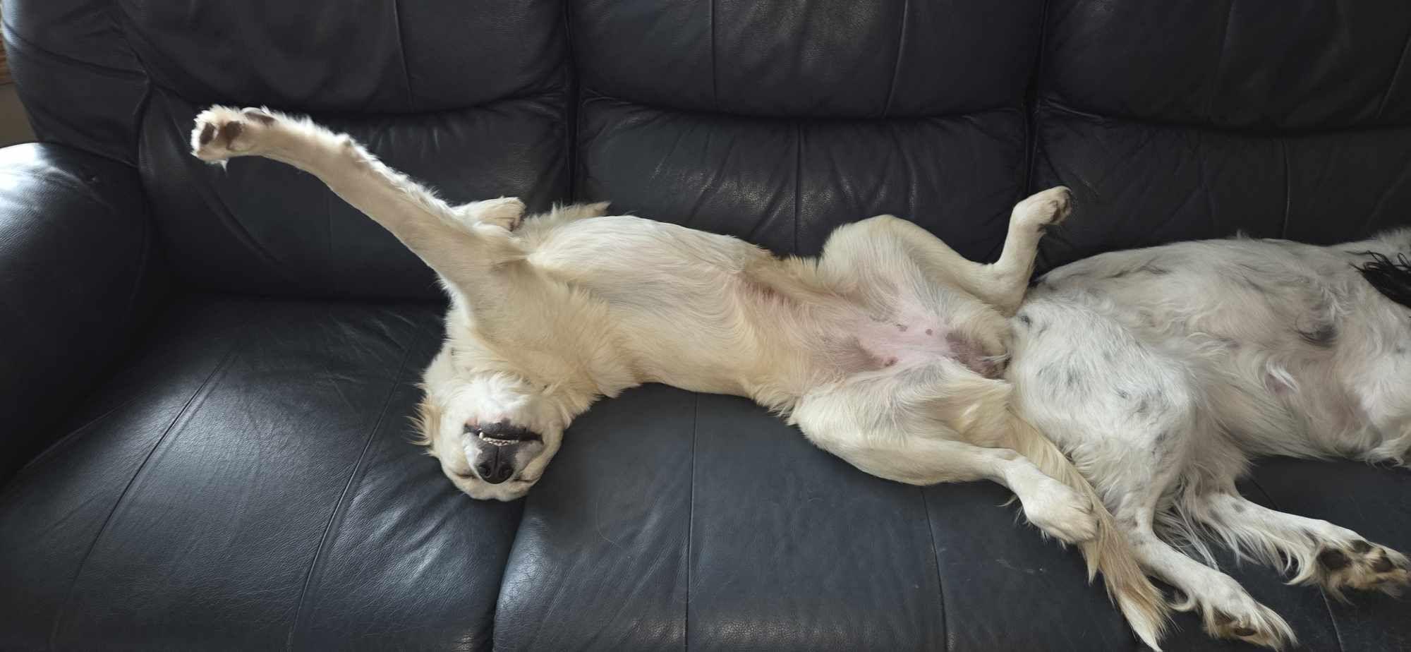 Enlarge LINDY, an adopted mixed breed in Lincoln, NE image 5/6