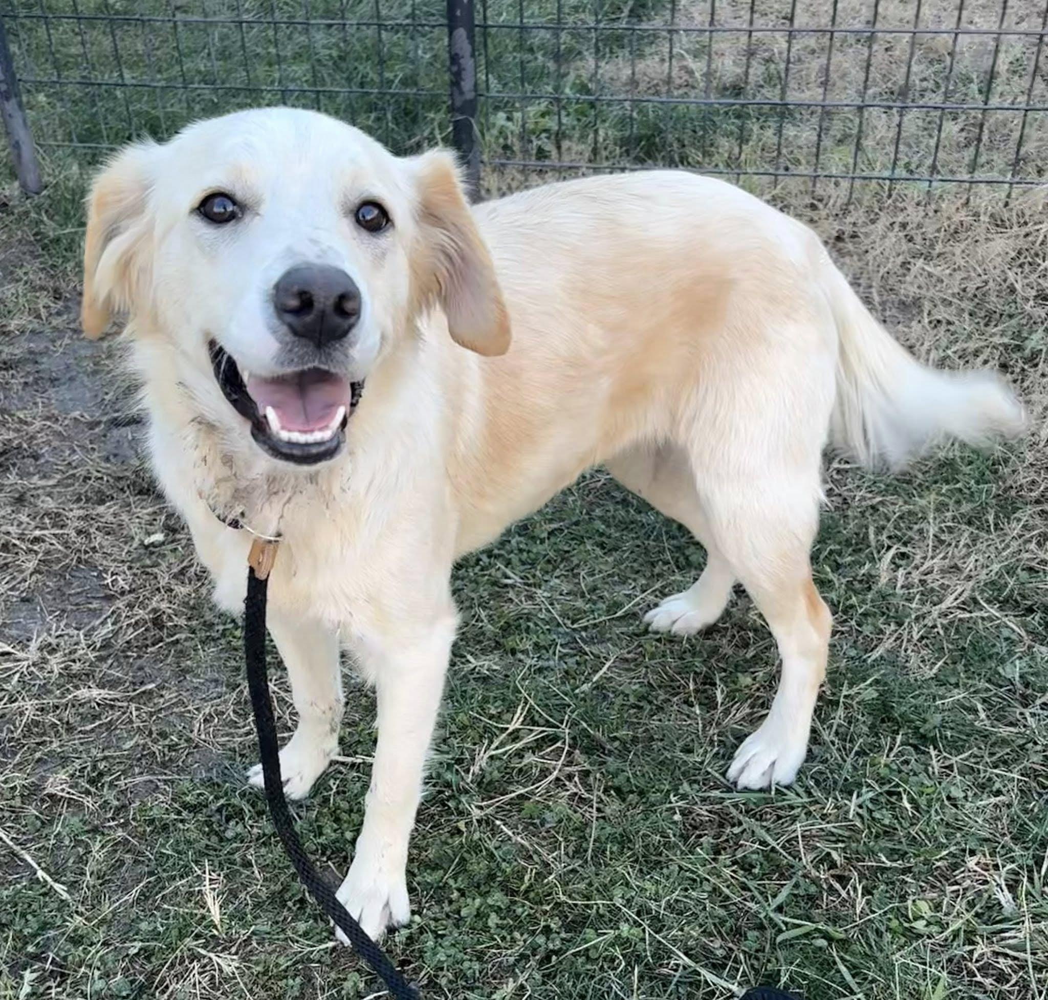 Enlarge LINDY, an adopted mixed breed in Lincoln, NE image 6/6
