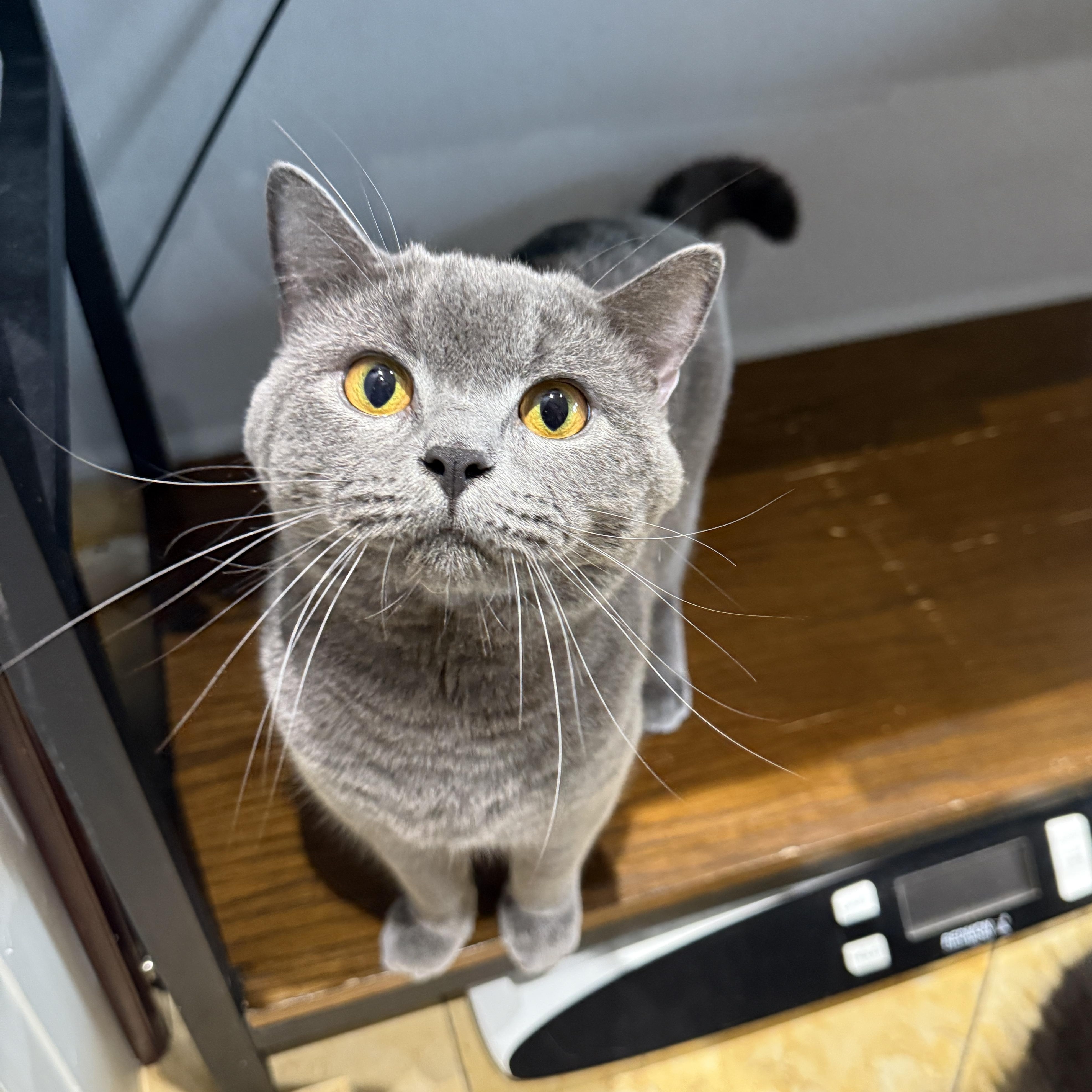Enlarge Tito, a Adoptable British Shorthair in Brooklyn, NY image 2/5