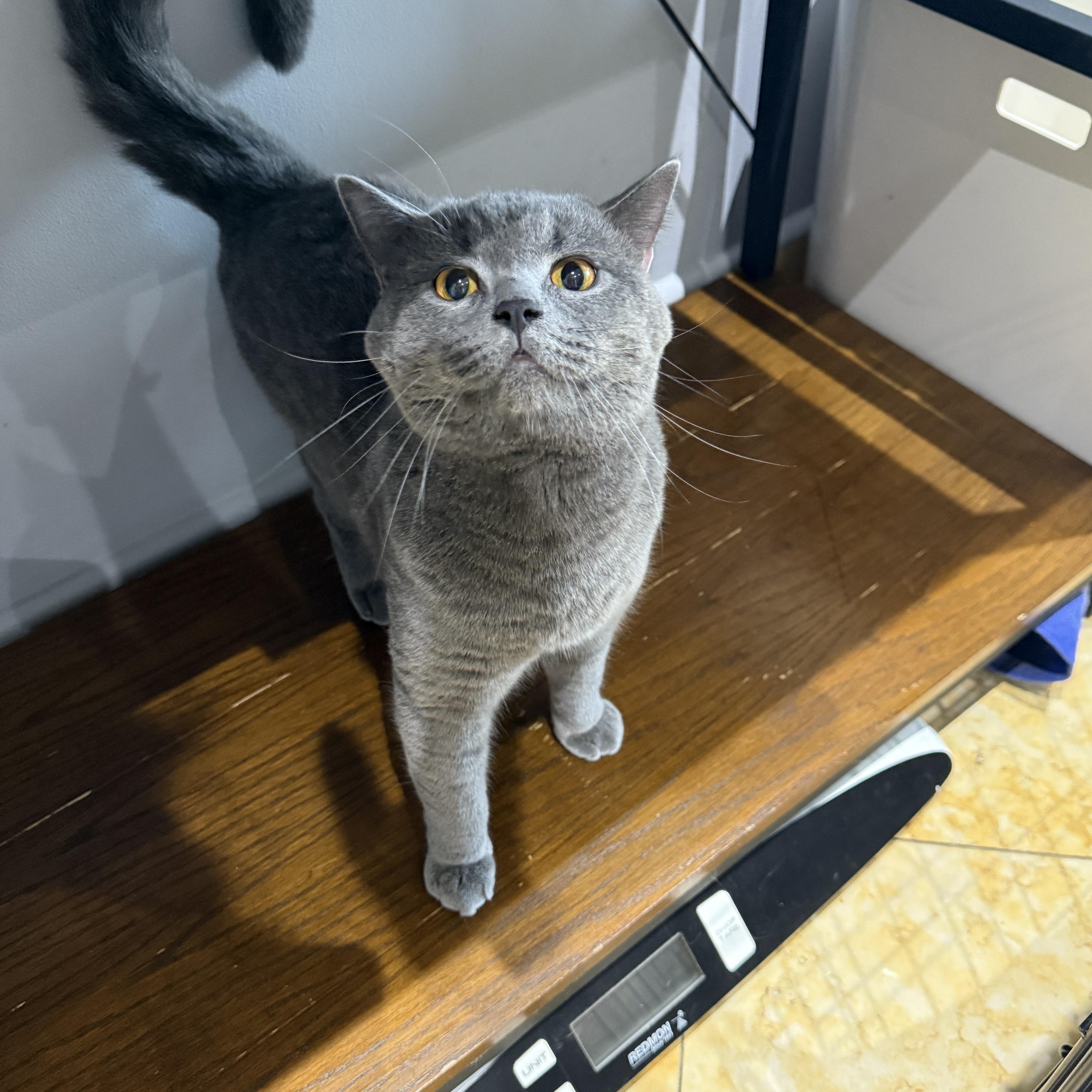 Enlarge Tito, a Adoptable British Shorthair in Brooklyn, NY image 4/5
