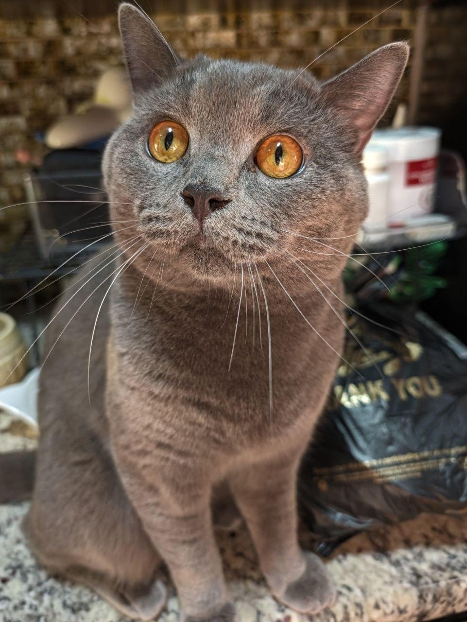 Enlarge Tito, a Adoptable British Shorthair in Brooklyn, NY image 1/5