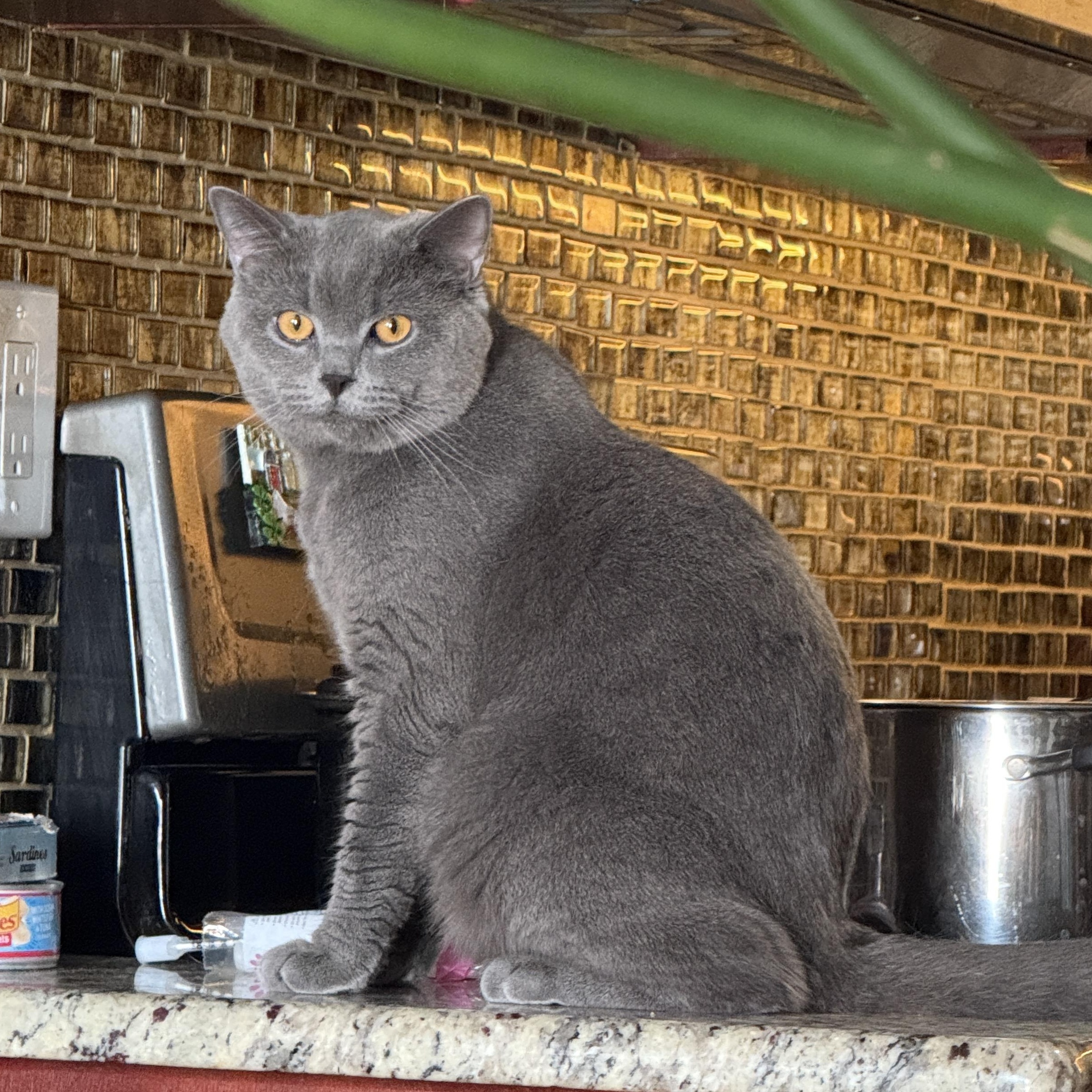 Enlarge Tito, a Adoptable British Shorthair in Brooklyn, NY image 5/5