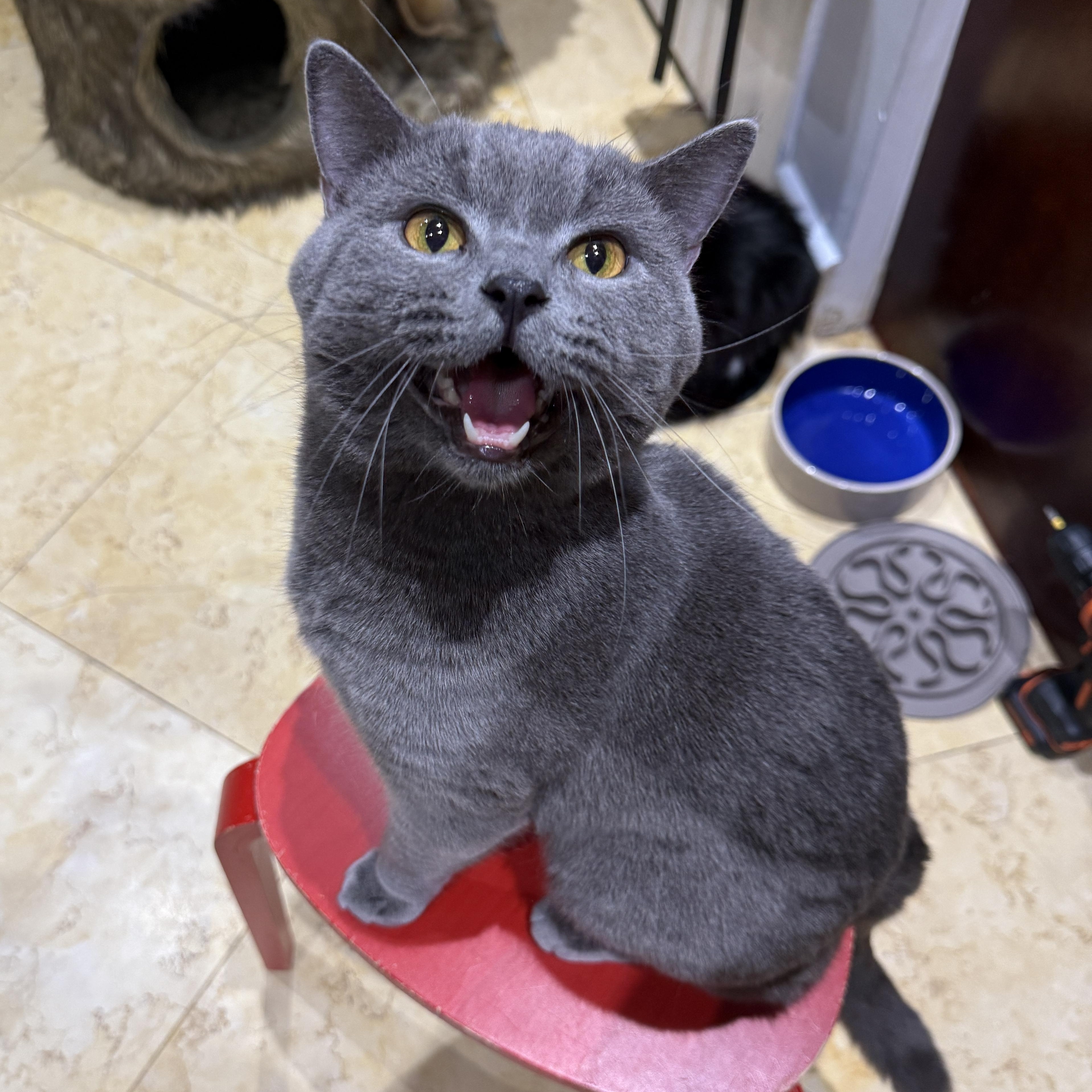 Enlarge Tito, a Adoptable British Shorthair in Brooklyn, NY image 3/5