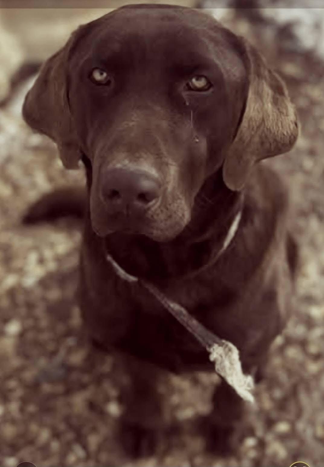 Clyde, ADOPTABLE, Adult Male Labrador Retriever.
