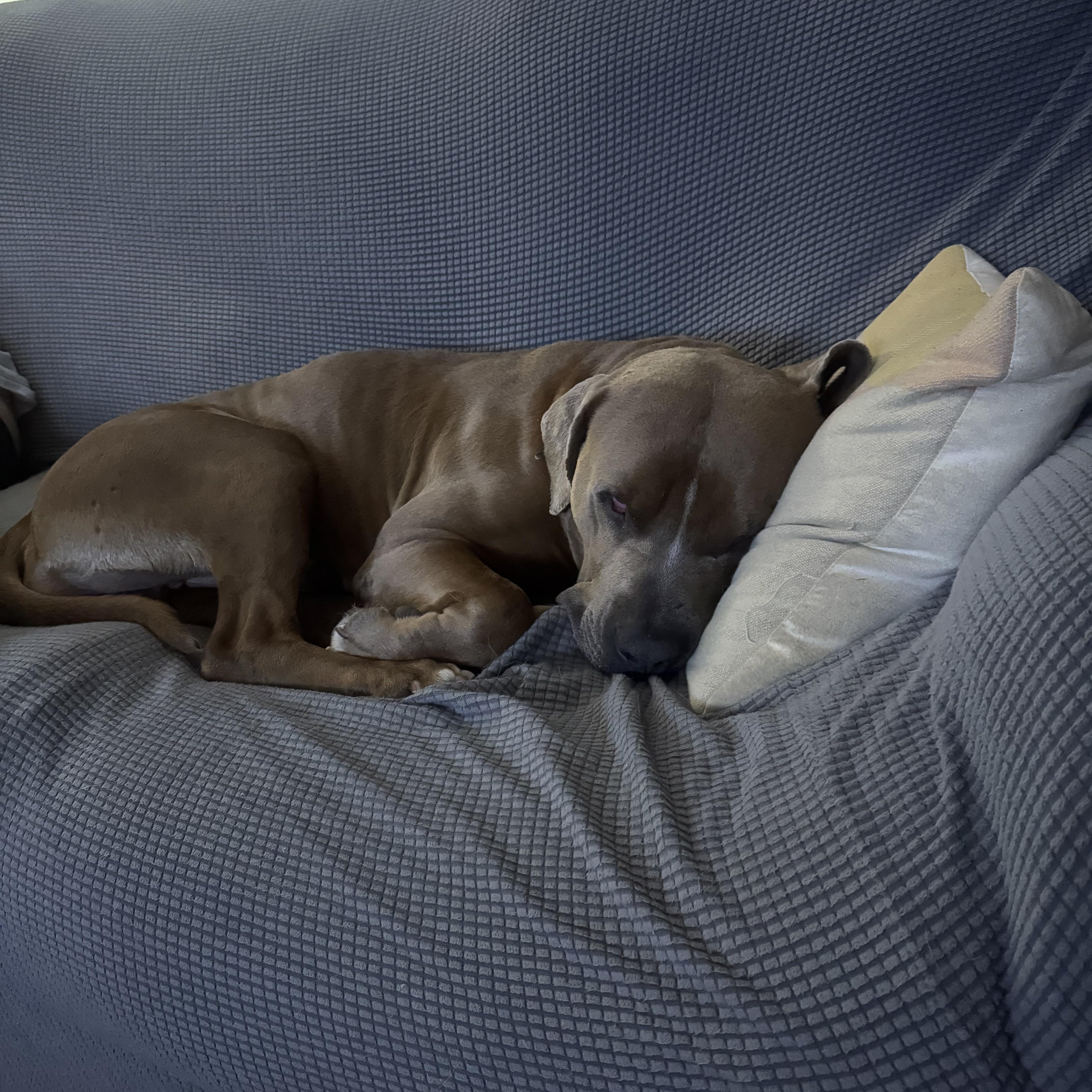 RANGER, an adopted mixed breed in Southlake , TX image 5/5