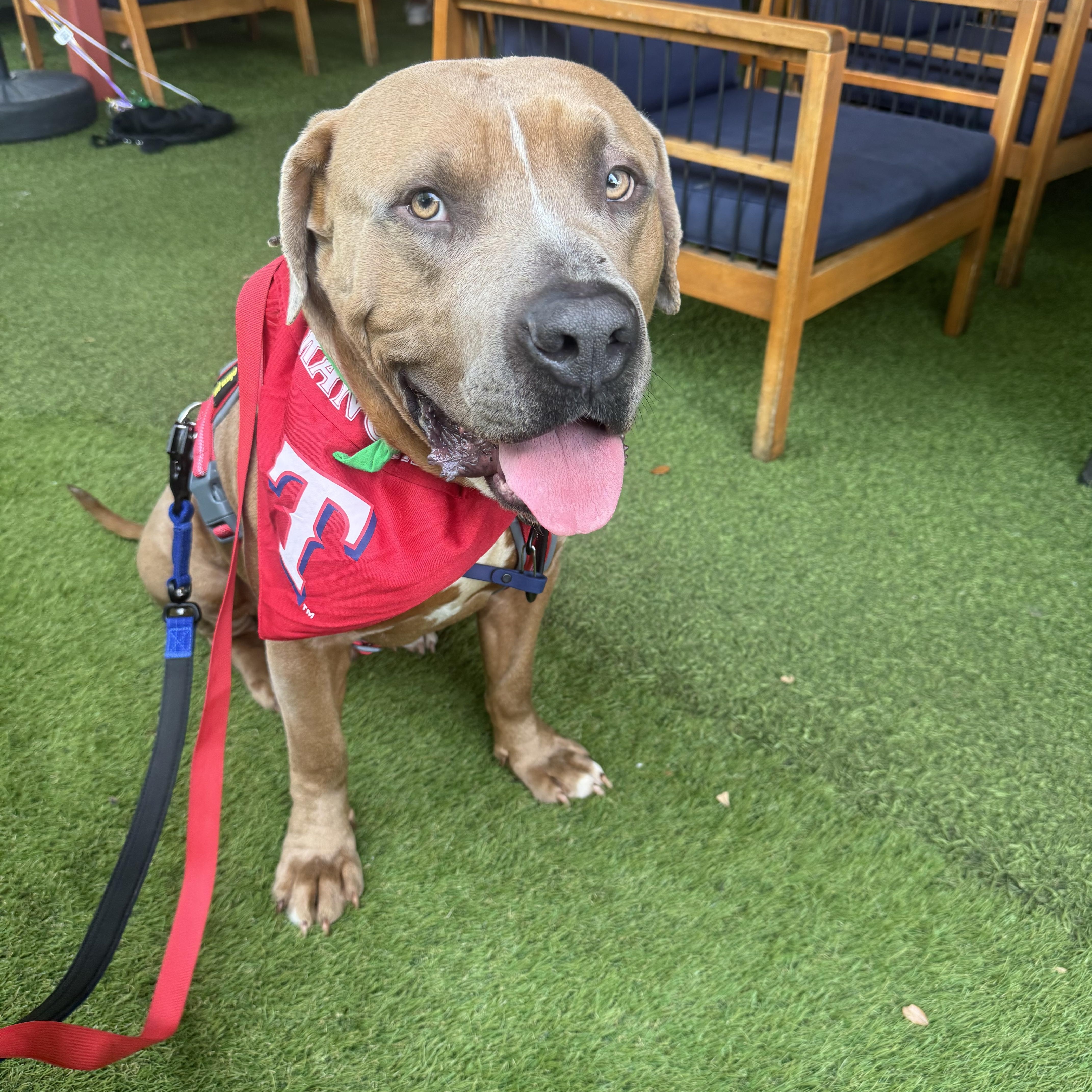 RANGER, an adopted mixed breed in Southlake , TX image 1/5