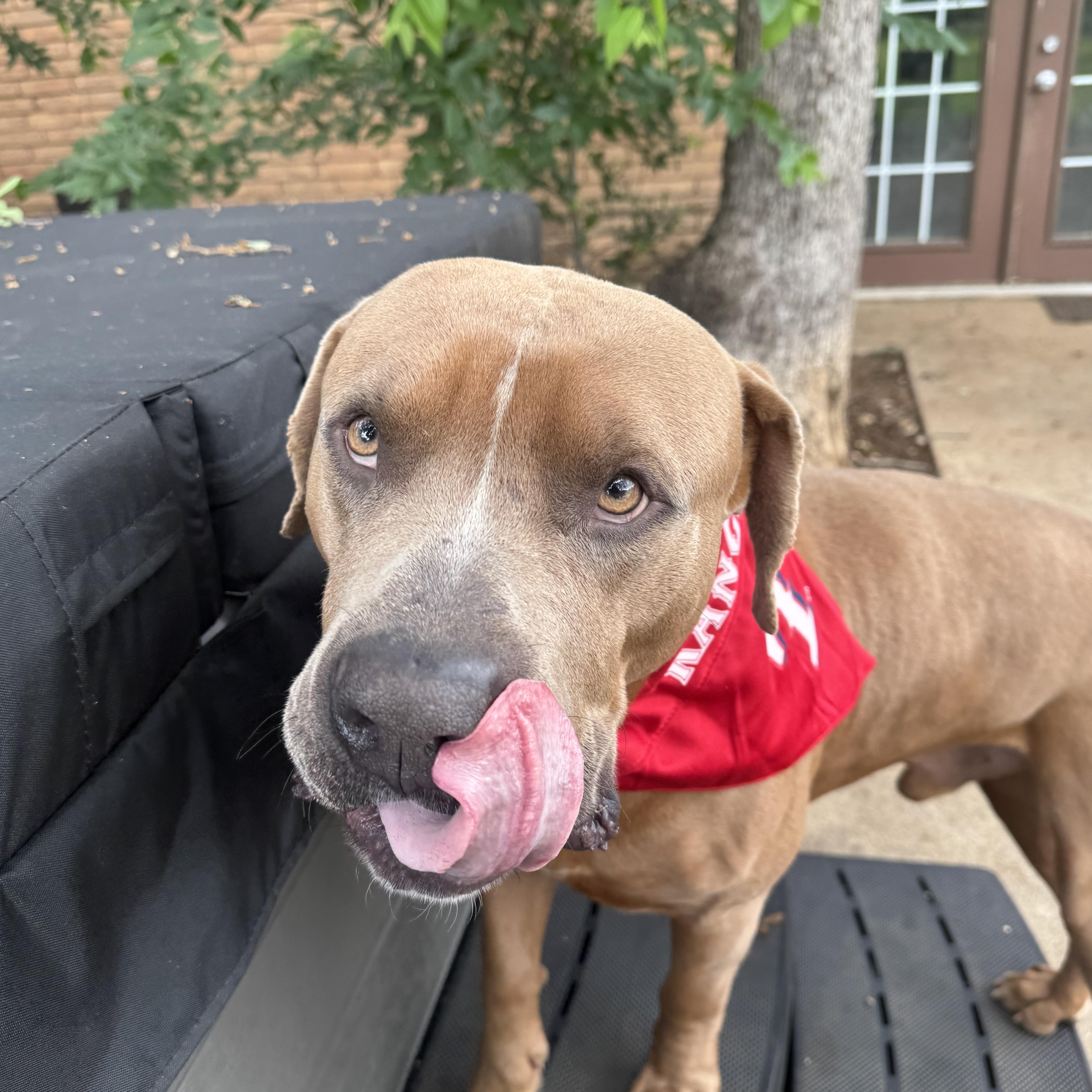 RANGER, an adopted mixed breed in Southlake , TX image 3/5