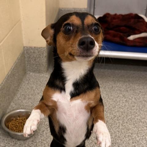 Lorie, Adoptable, Young Female Terrier & Mixed Breed.