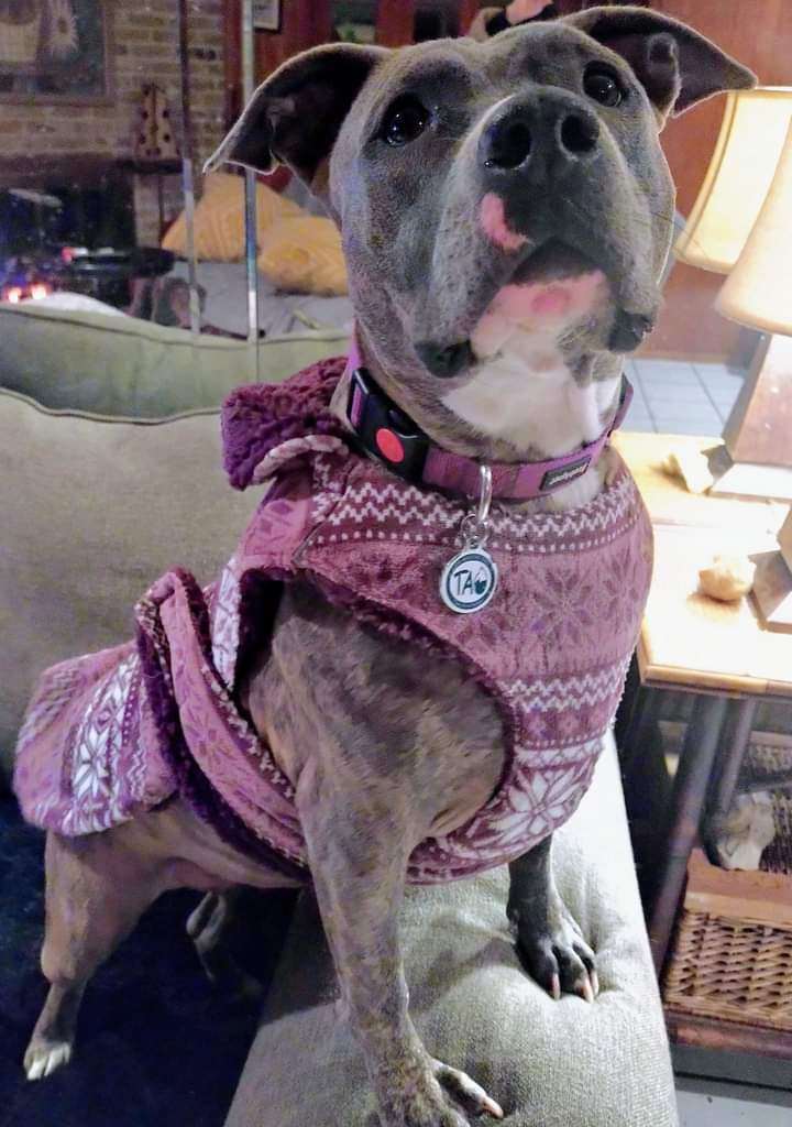 Enlarge Diamond, a Adoptable mixed breed in Fort Worth, TX image 7/8