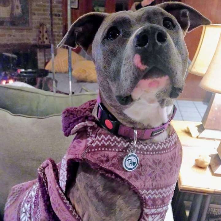 Enlarge Diamond, a Adoptable mixed breed in Fort Worth, TX image 3/4