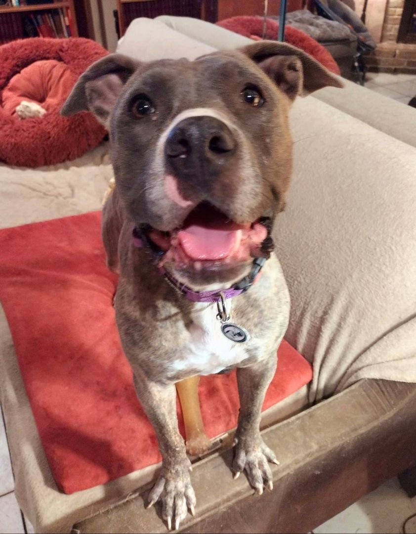 Enlarge Diamond, a Adoptable mixed breed in Fort Worth, TX image 8/8