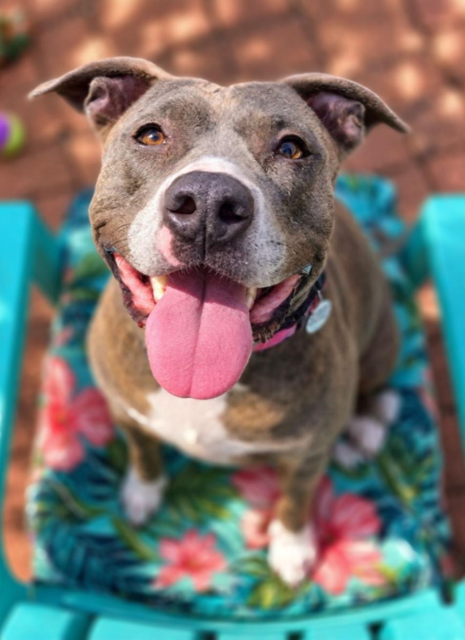 Diamond, Adoptable, Young Female Pit Bull Terrier.