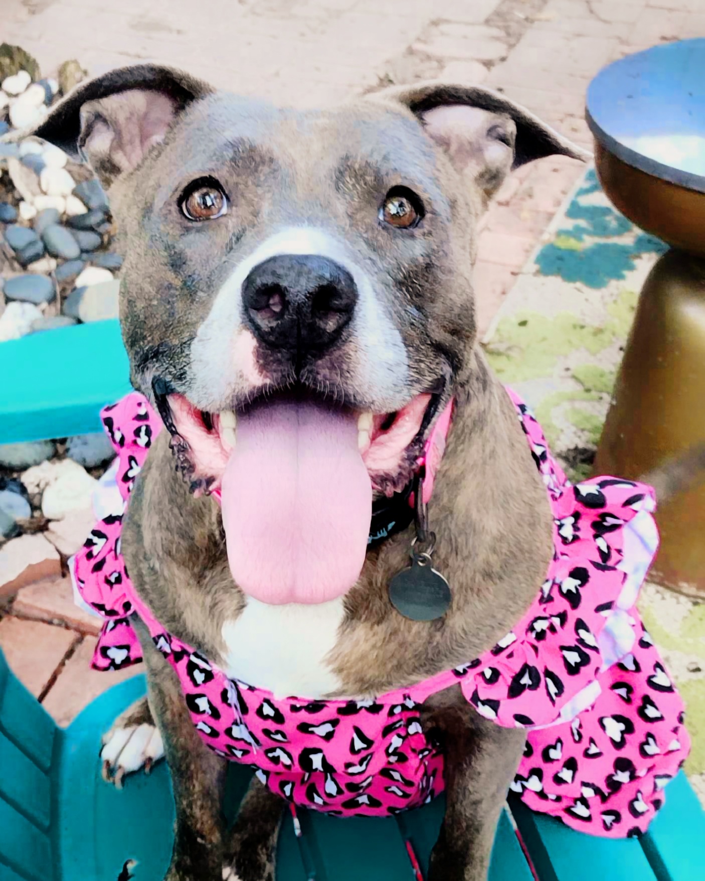 Enlarge Diamond, a Adoptable mixed breed in Fort Worth, TX image 1/8