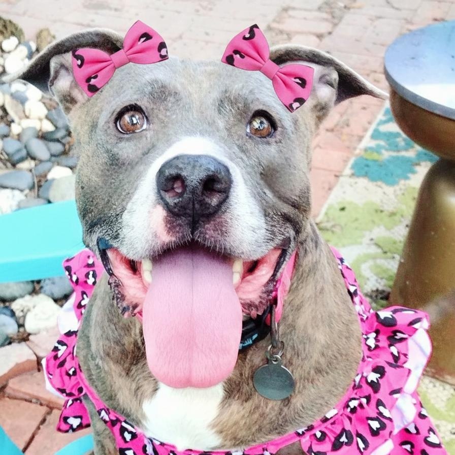 Enlarge Diamond, a Adoptable mixed breed in Fort Worth, TX image 1/4