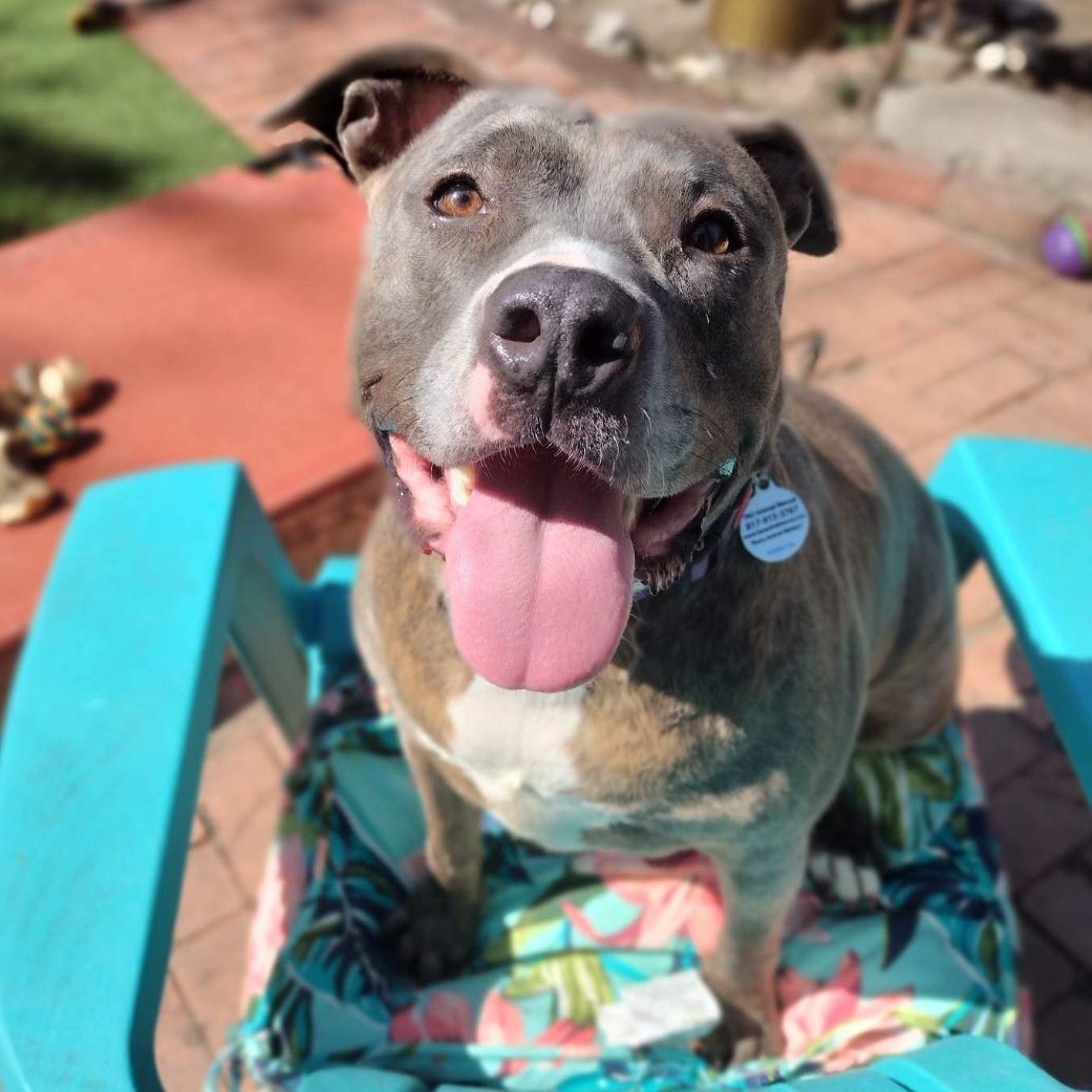 Enlarge Diamond, a Adoptable mixed breed in Fort Worth, TX image 2/4