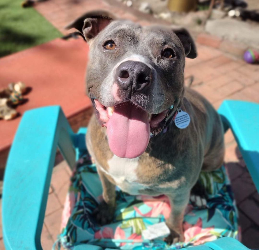 Enlarge Diamond, a Adoptable mixed breed in Fort Worth, TX image 2/8