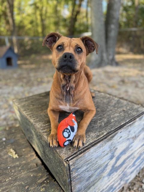 Athena, a Adoptable mixed breed in Shelbyville, IN image 1/3