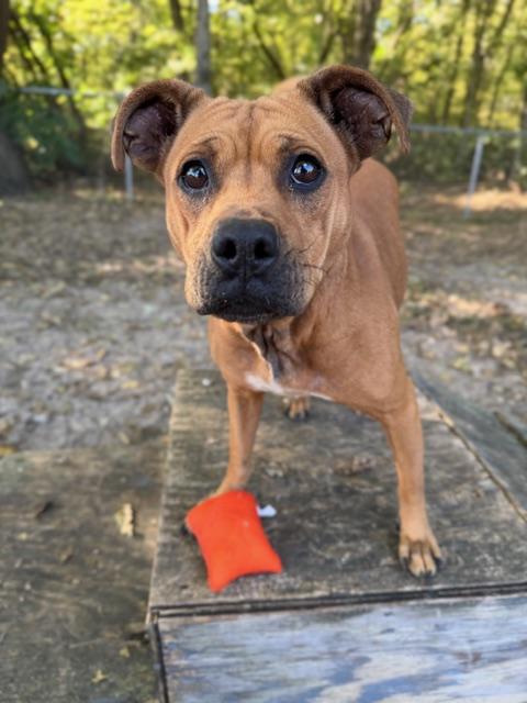 Athena, a Adoptable mixed breed in Shelbyville, IN image 2/3