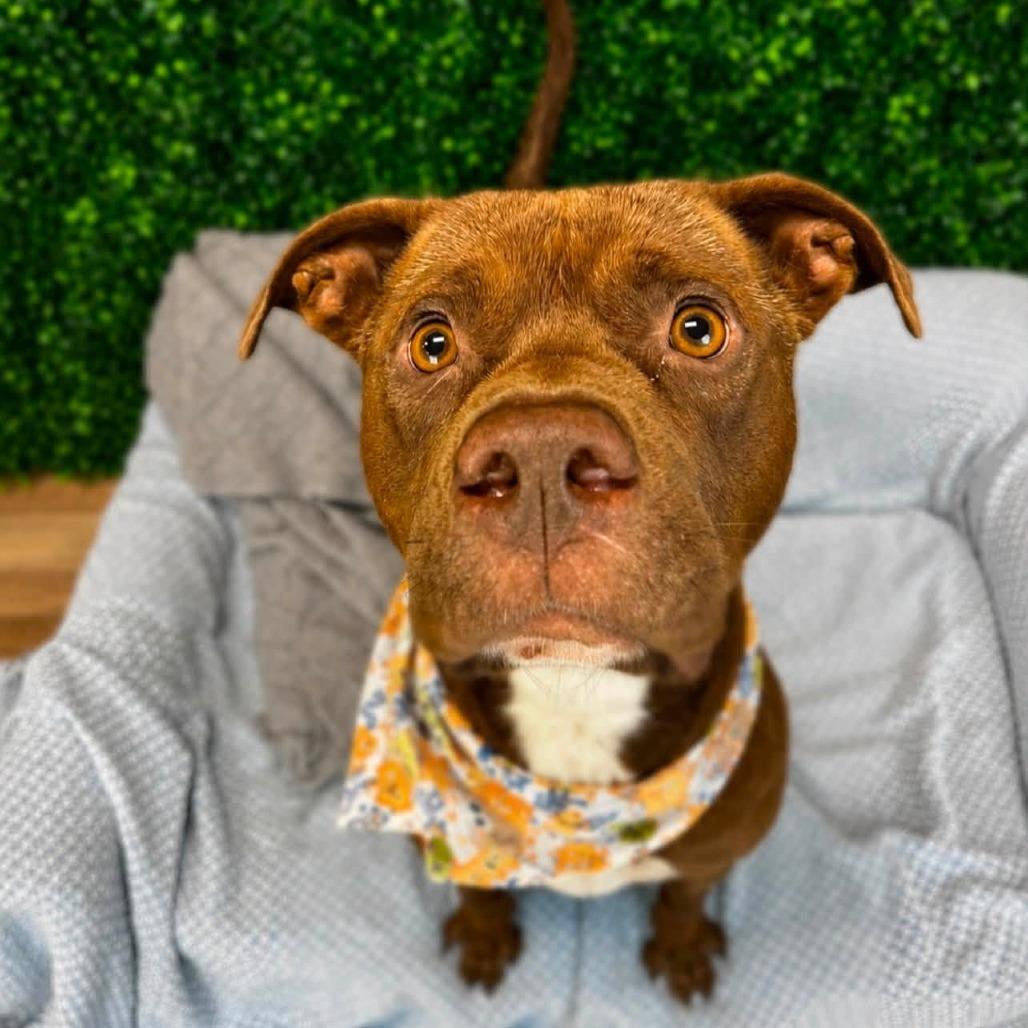 Enlarge Murphy (Sponsored), a Adoptable mixed breed in East Saint Louis, IL image 1/4