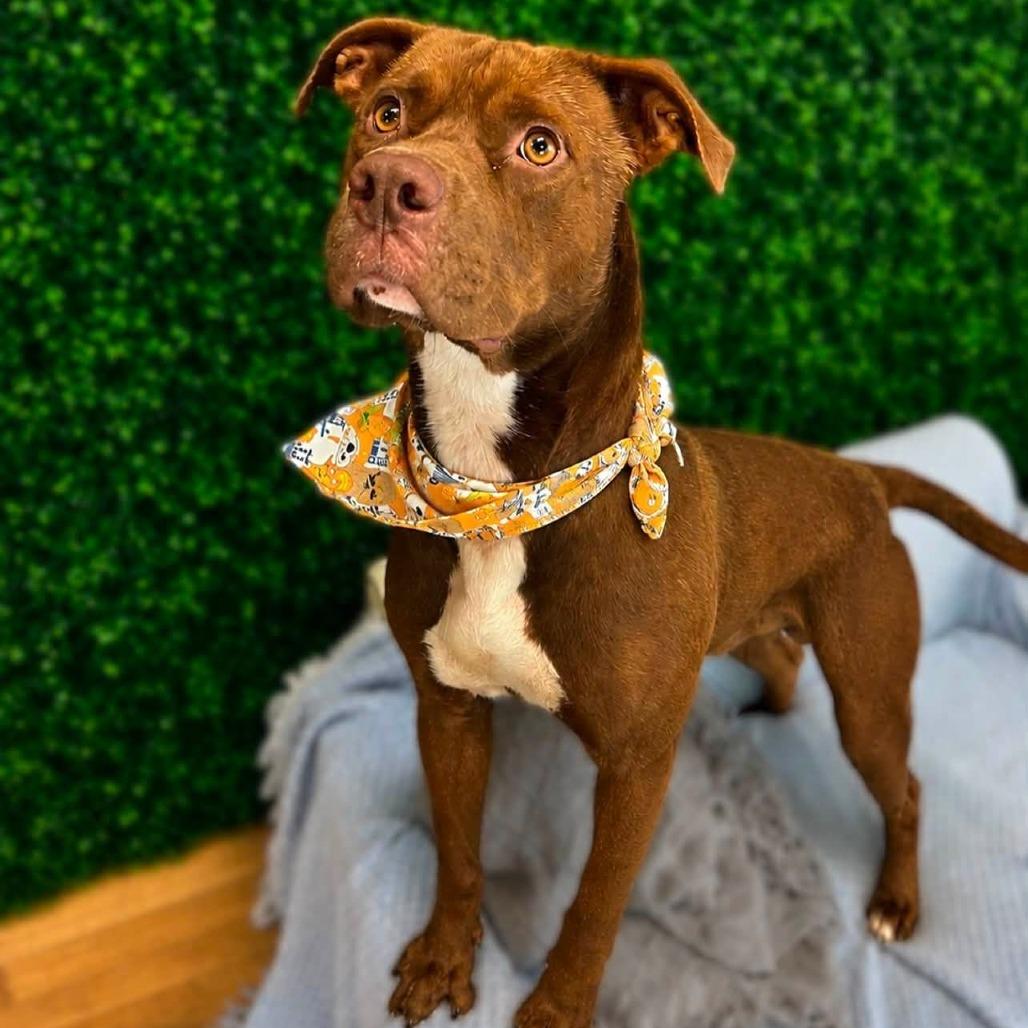 Enlarge Murphy (Sponsored), a Adoptable mixed breed in East Saint Louis, IL image 2/4