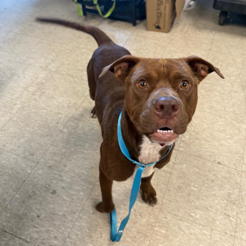 Enlarge Murphy (Sponsored), a Adoptable mixed breed in East Saint Louis, IL image 3/4