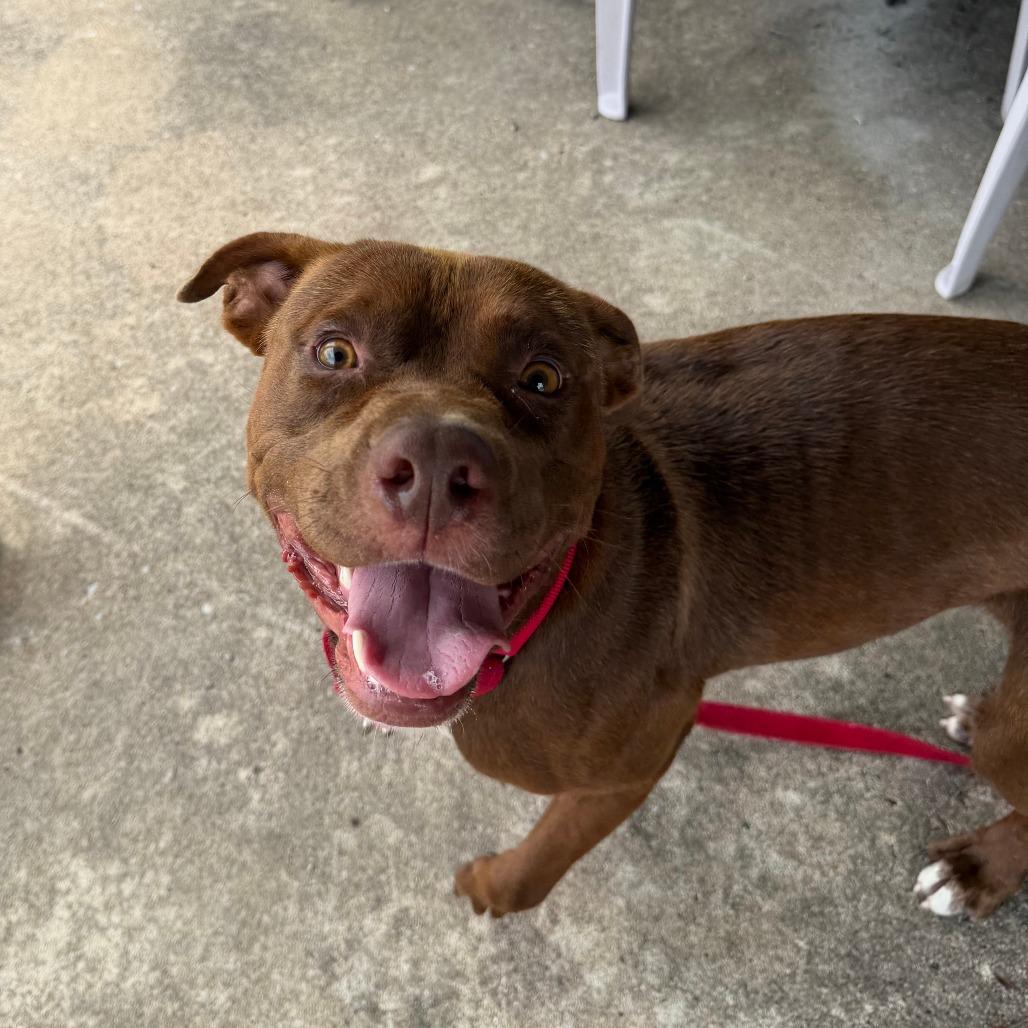 Enlarge Murphy (Sponsored), a Adoptable mixed breed in East Saint Louis, IL image 4/4