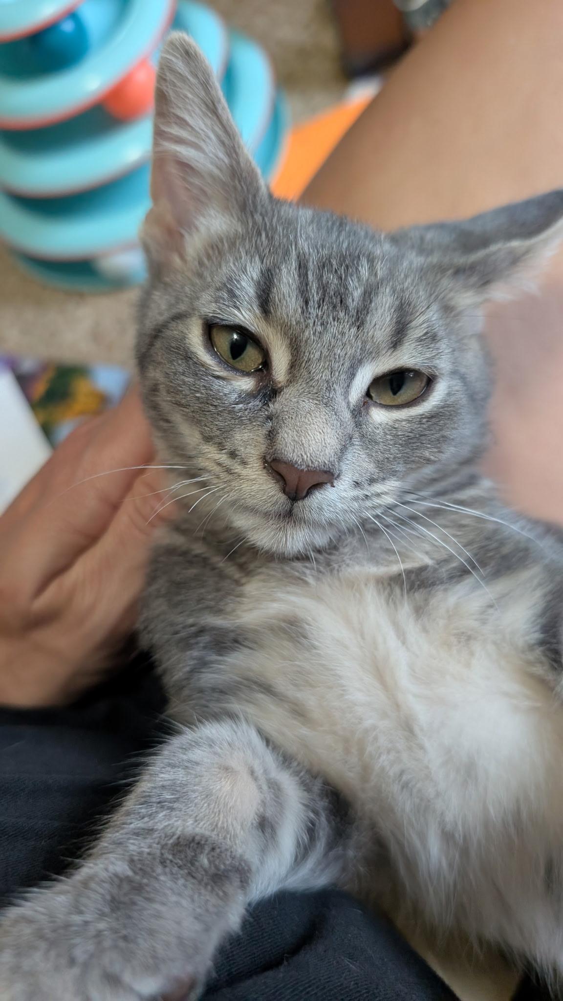 Mylo, adopted, Kitten Male Domestic Short Hair.