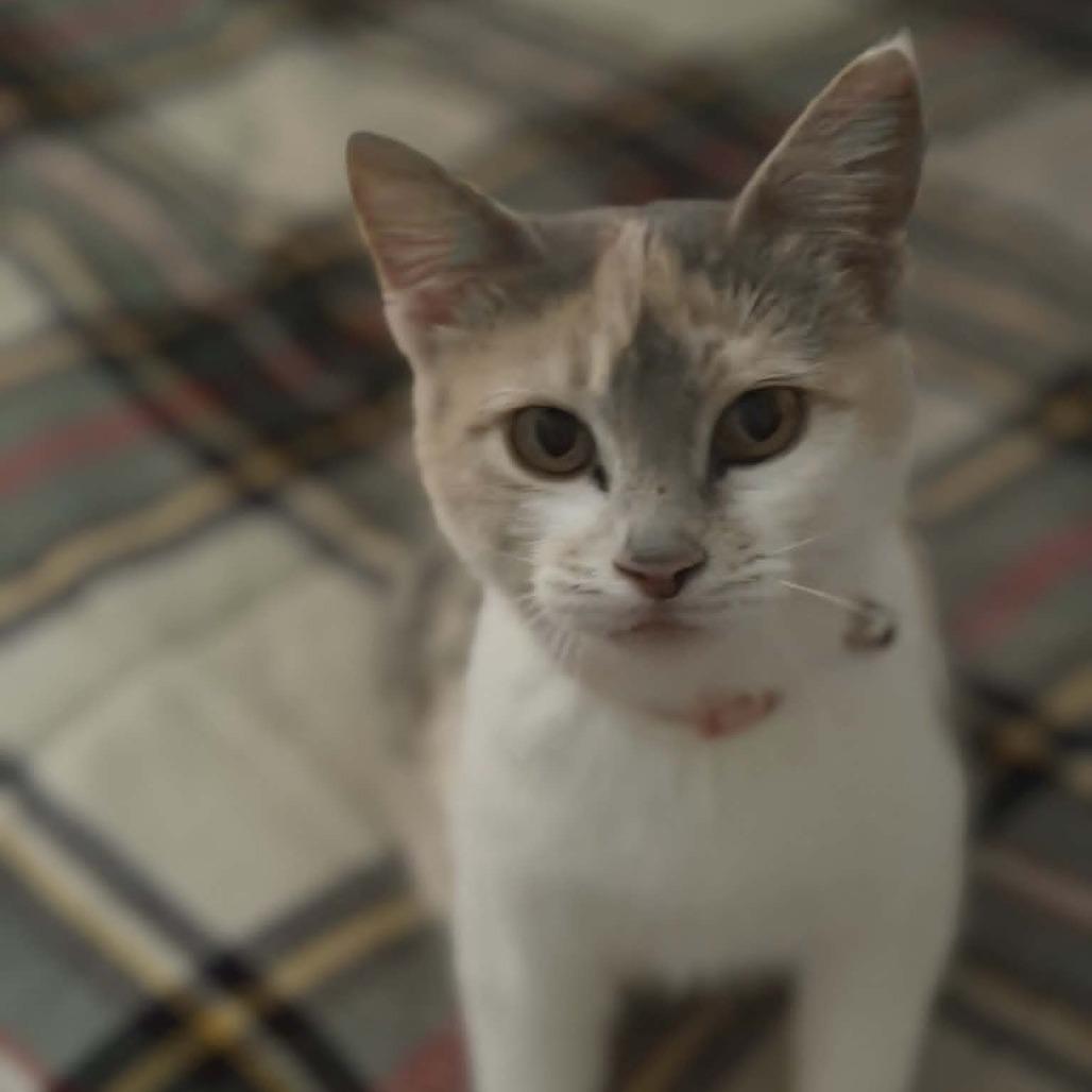 Mia, Adoptable, Young Female Domestic Short Hair.