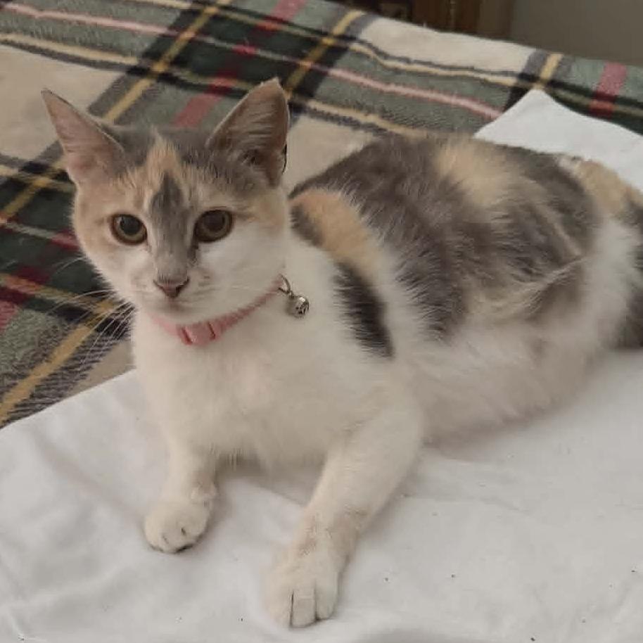 Enlarge Mia, a Adoptable Domestic Short Hair in LYLE, MN image 2/2