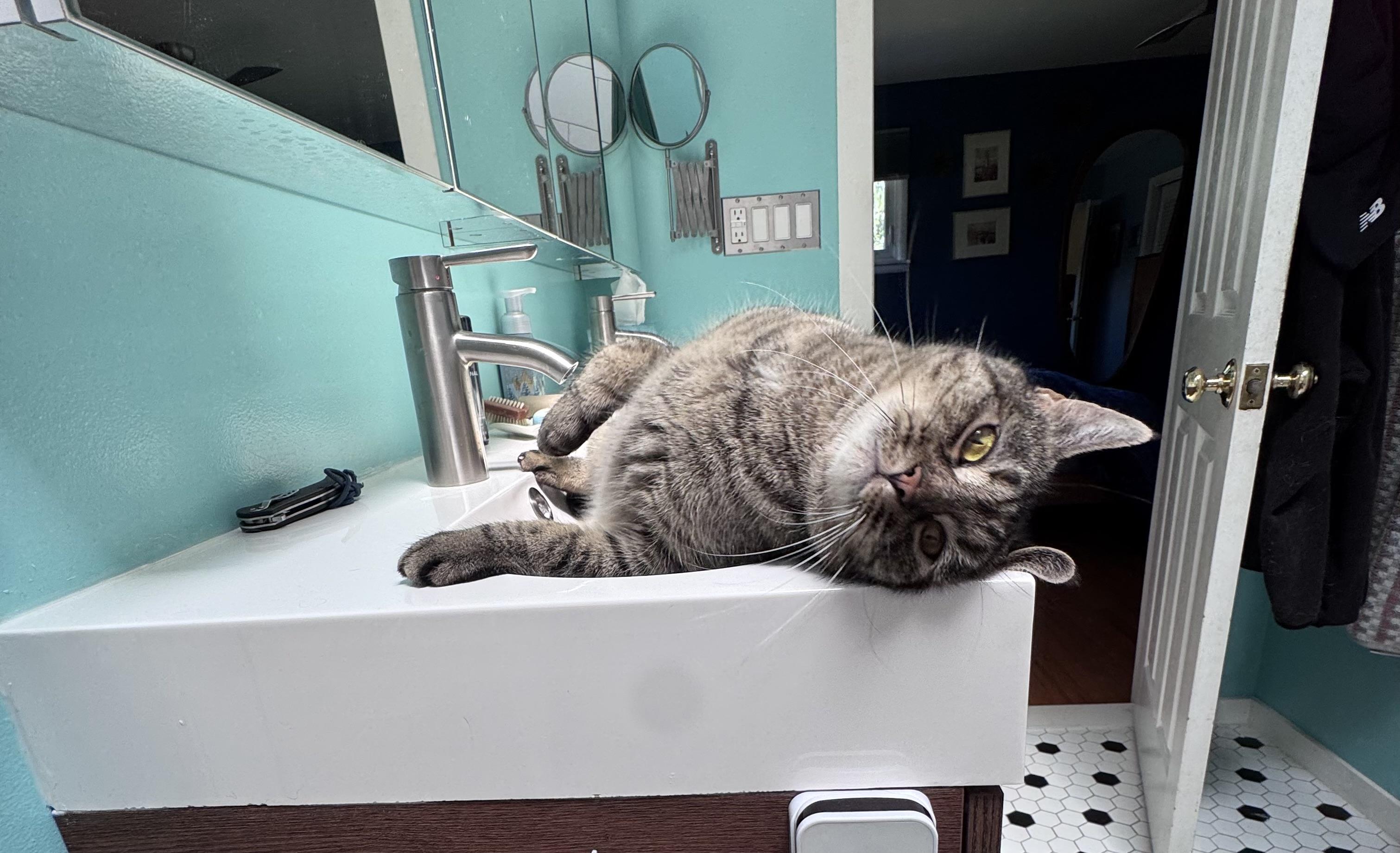 Enlarge Cosmo, a ADOPTABLE American Shorthair in Johnstown, NY image 6/6