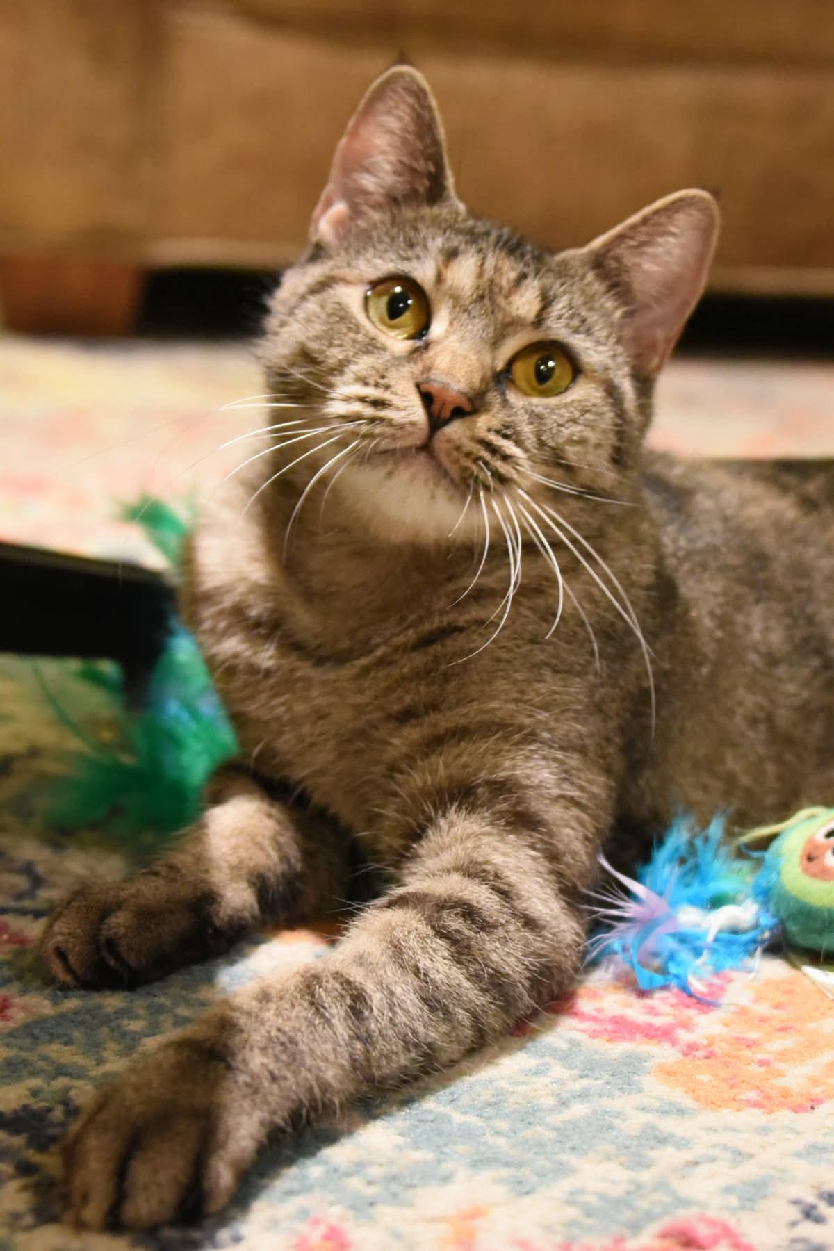 Cosmo, ADOPTABLE, Young Female American Shorthair.