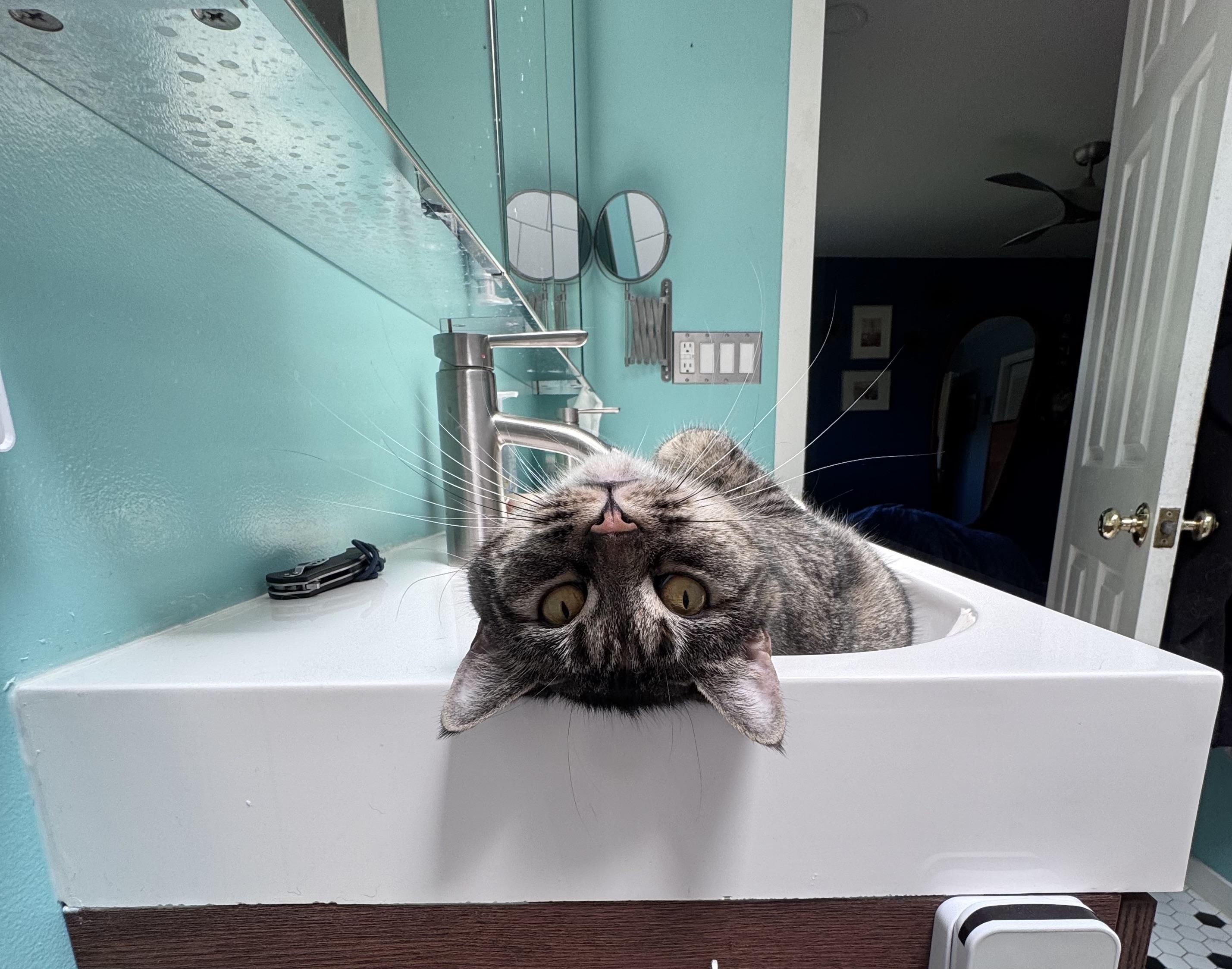 Enlarge Cosmo, a ADOPTABLE American Shorthair in Johnstown, NY image 2/6